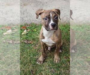 American Pit Bull Terrier-American Staffordshire Terrier Mix Dogs for adoption in Wenonah, NJ, USA