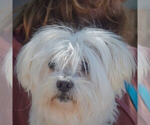 Maltichon Dogs for adoption in Huntley, IL, USA