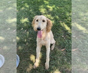 Goldendoodle Dogs for adoption in Lee's Summit, MO, USA