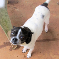 Boston Huahua Dogs for adoption in Rutherfordton, NC, USA