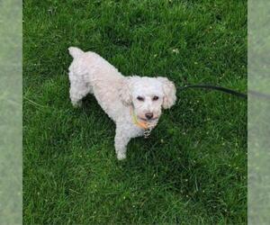 Poodle (Miniature) Dogs for adoption in Madison, WI, USA