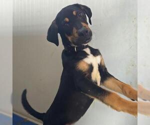 German Shepherd Dog-Unknown Mix Dogs for adoption in San Antonio, TX, USA