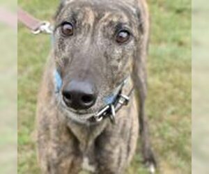 Greyhound Dogs for adoption in Grandville, MI, USA