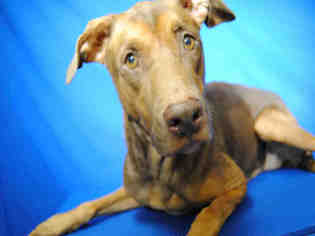 Doberman Pinscher Dogs for adoption in Ocala, FL, USA