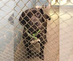 Medium Photo #1 American Pit Bull Terrier-Unknown Mix Puppy For Sale in Clarkesville, GA, USA