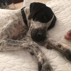 Small Great Dane