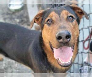 German Shepherd Dog Dogs for adoption in Atlanta, GA, USA