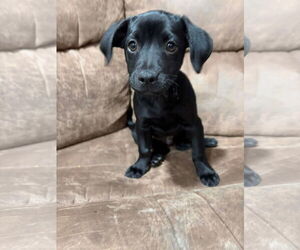 Maltador Dogs for adoption in pomfret, CT, USA