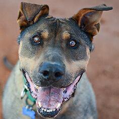 American Pit Bull Terrier-Chinese Shar-Pei Mix Dogs for adoption in Kanab, UT, USA