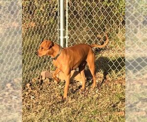 Mutt Dogs for adoption in Flora, IL, USA