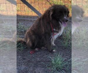 Golden Retriever Dogs for adoption in Scottsdale, AZ, USA