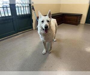 German Shepherd Dog Dogs for adoption in Pasadena, CA, USA