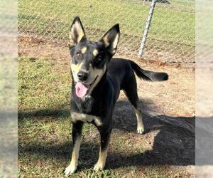 Labrador Retriever Dogs for adoption in Conroe, TX, USA