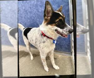 Mutt Dogs for adoption in Fort Collins, CO, USA