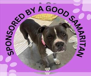 Staffordshire Bull Terrier-Unknown Mix Dogs for adoption in Santa Cruz, CA, USA