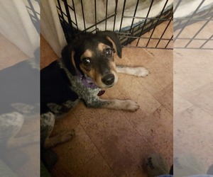 Bluetick Coonhound-Unknown Mix Dogs for adoption in pomfret, CT, USA