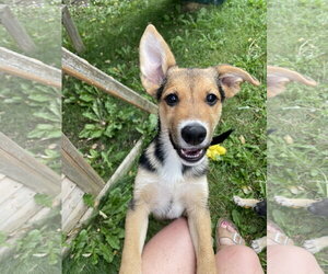 German Shepherd Dog-Unknown Mix Dogs for adoption in Sandy, UT, USA