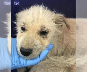 German Shepherd Dog-Unknown Mix Dogs for adoption in Conroe, TX, USA