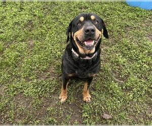 Rottweiler-Unknown Mix Dogs for adoption in Ocala, FL, USA