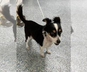 Papillon Dogs for adoption in Long Beach, CA, USA