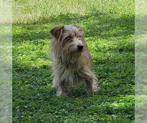 Mutt Dogs for adoption in San Antonio, TX, USA