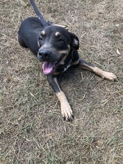 Doberman Pinscher-Unknown Mix Dogs for adoption in Cypress, TX, USA