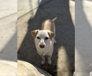 Jack Russell Terrier-Unknown Mix Dogs for adoption in Chico, CA, USA
