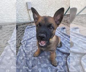 Mutt Dogs for adoption in Camarillo, CA, USA