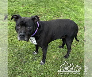 American Pit Bull Terrier Dogs for adoption in Irvine, CA, USA