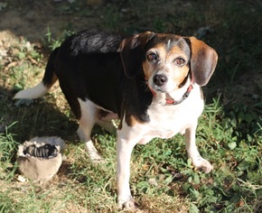 Beagle Dogs for adoption in New Castle, DE, USA