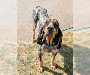 Bluetick Coonhound Dogs for adoption in Peachtree City, GA, USA