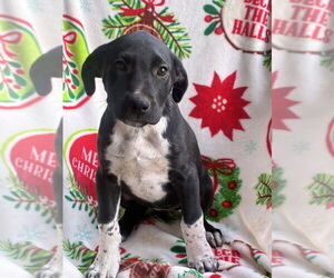Medium Photo #2 Great Dane Puppy For Sale in FRAMINGHAM, MA, USA