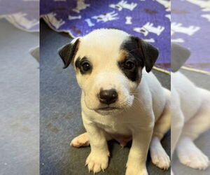 Rat Terrier-Unknown Mix Dogs for adoption in Bolivar, MO, USA