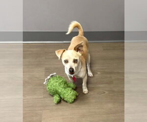 Chihuahua-Unknown Mix Dogs for adoption in bloomington, IL, USA