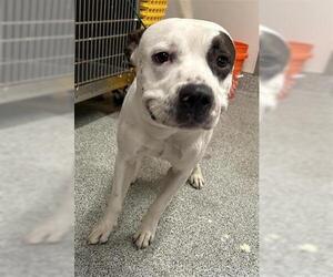 American Pit Bull Terrier Dogs for adoption in Houston, TX, USA