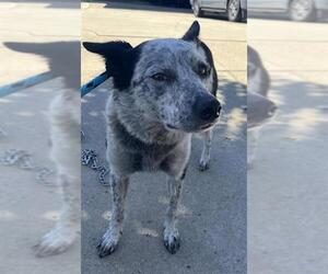 Australian Cattle Dog Dogs for adoption in Rancho Cucamonga, CA, USA