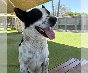 Border Collie-Unknown Mix Dogs for adoption in Camarillo, CA, USA