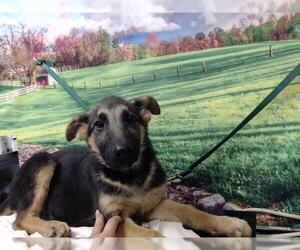 German Shepherd Dog Dogs for adoption in Moreno Valley, CA, USA