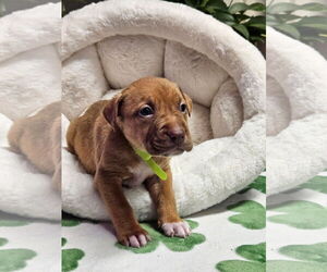 Medium Photo #2 Mutt Puppy For Sale in Euless, TX, USA