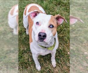 American Pit Bull Terrier Dogs for adoption in Akron, OH, USA