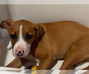Mutt Dogs for adoption in Mount Pleasant, SC, USA
