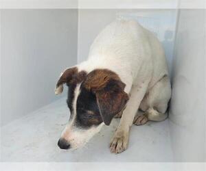 Labrador Retriever-Unknown Mix Dogs for adoption in Houston, TX, USA