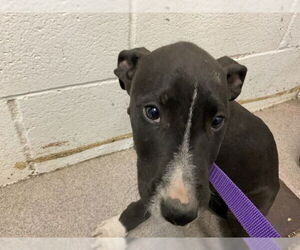 American Pit Bull Terrier Dogs for adoption in San Bernardino, CA, USA