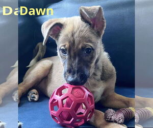 Catahoula Leopard Dog-Unknown Mix Dogs for adoption in pomfret, CT, USA