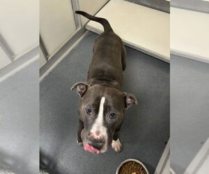 American Pit Bull Terrier Dogs for adoption in Glen Allen, VA, USA