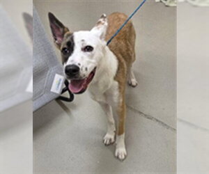 Siberian Husky-Unknown Mix Dogs for adoption in Sanford, FL, USA