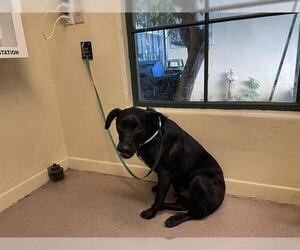 Mutt Dogs for adoption in Pasadena, CA, USA