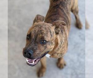 American Staffordshire Terrier Dogs for adoption in Gainesville, FL, USA