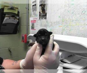 Doberman Pinscher-Unknown Mix Dogs for adoption in Tulsa, OK, USA