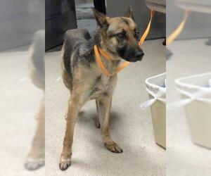 German Shepherd Dog Dogs for adoption in Riverside, CA, USA